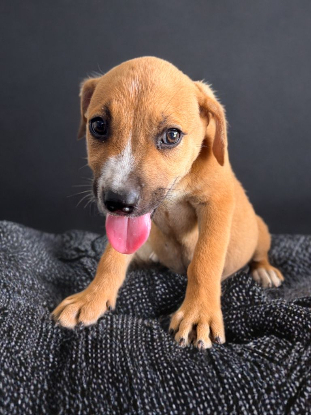 Adopter Pumba