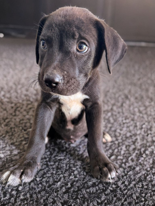Adopter Ony
