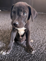 Adopter  chien : Ony