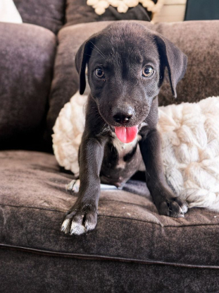 Adopter Ony