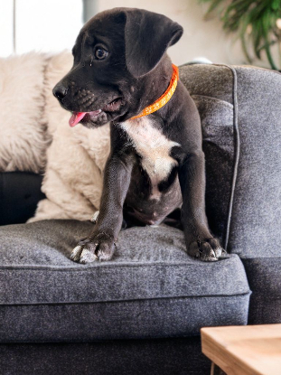 Adopter Ony
