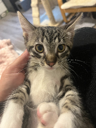 Adopter Vivi