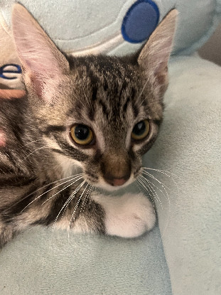 Adoption Vivi