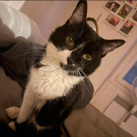 Adopter  chat : Mounette