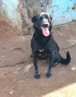 Adopter Jade