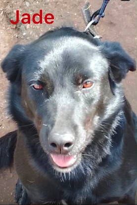 Adopter Jade