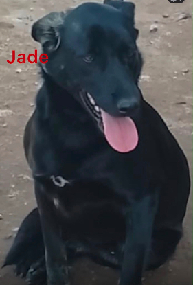 Adopter Jade