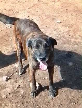 Adopter Aunix