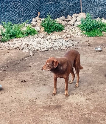 Adopter Choco du maroc!