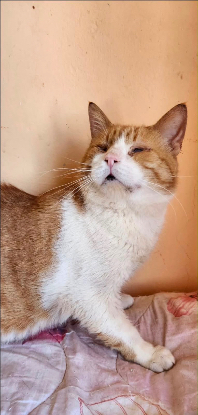 Adopter Garnar