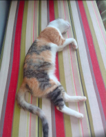 Adopter  chat : Nassima de maroc!