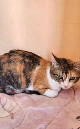 Adopter Nassima de maroc!