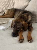 Adopter  chien : Coco