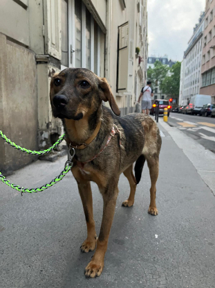 Adopter Coco