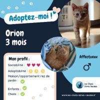 Adopter  chat : Orion
