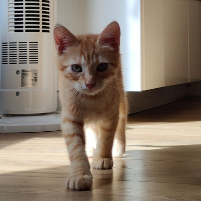 Adopter Orion
