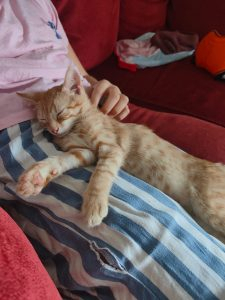 Adopter Orion