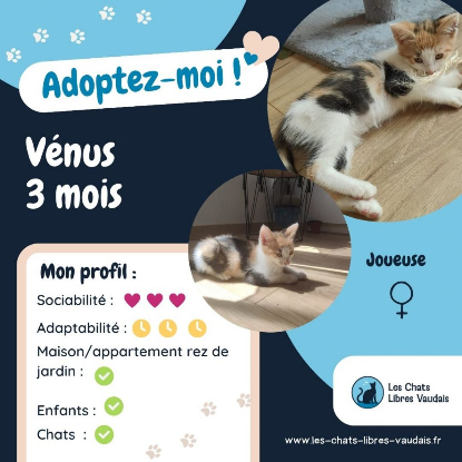 Adopter Venus