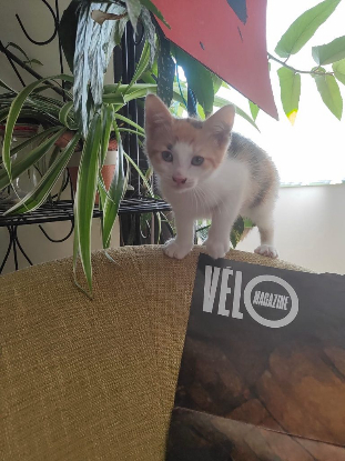 Adopter Venus