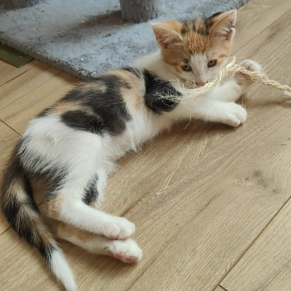 Adopter Venus
