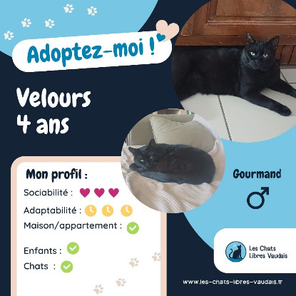 Adopter Velour