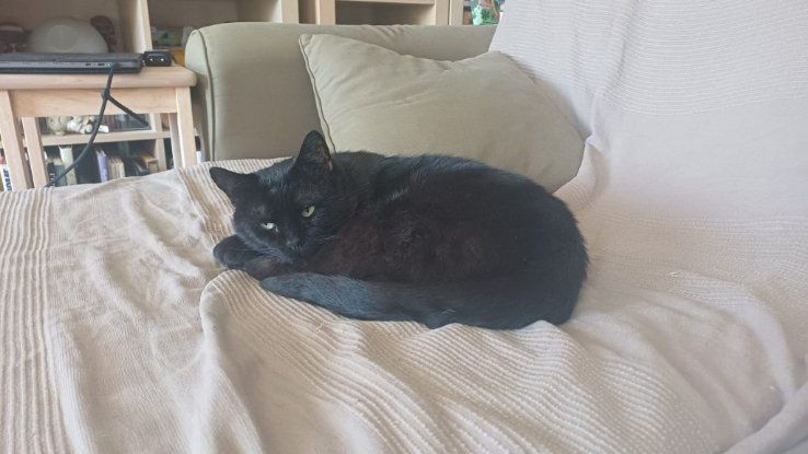 Adopter Velour