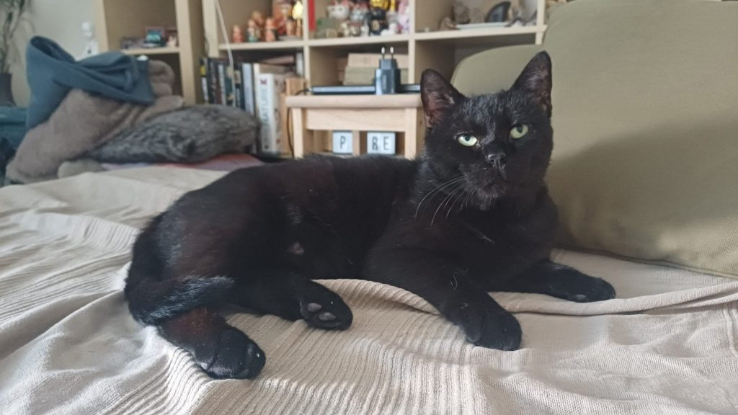 Adopter Velour