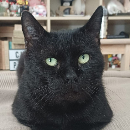 Adoption Velour