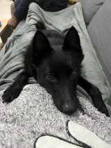 Adopter Aiko