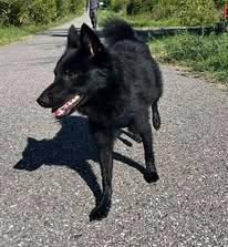 Adopter Aiko