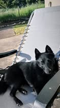 Adoption Aiko