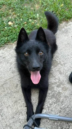 Adopter Aiko