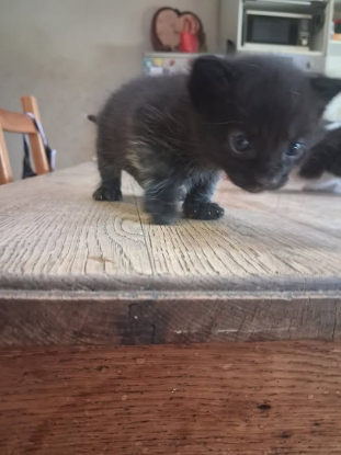 Adopter Baloo