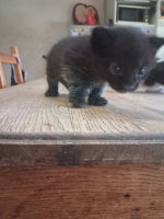 Adopter  chat : Baloo