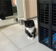 Adopter Batman