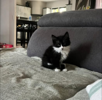 Adopter  chat : Batman