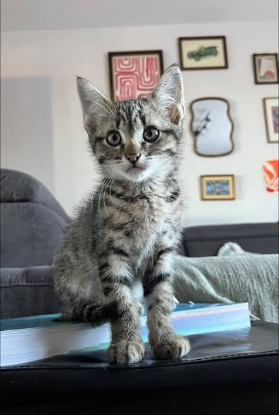 Adopter Bengal