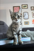Adopter  chat : Bengal
