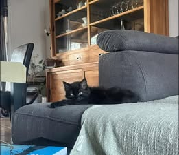 Adopter Benito