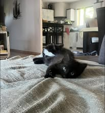 Adopter Benito