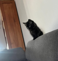 Adopter  chat : Benito
