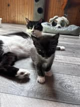 Adopter Bettyboop