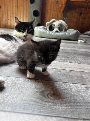 Adopter Bettyboop