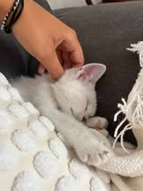 Adopter Boulette