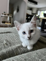 Adopter  chat : Boulette