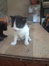 Adopter Bulle