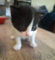 Adopter  chat : Bulle