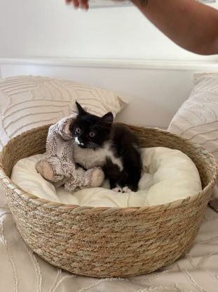 Adopter Kira