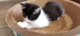 Adopter Pandora