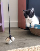 Adopter Pandora